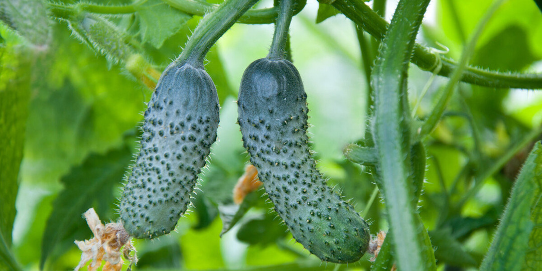 Лимонная кислота для рассады огурцов: когда она действительно помогает, а когда может навредить