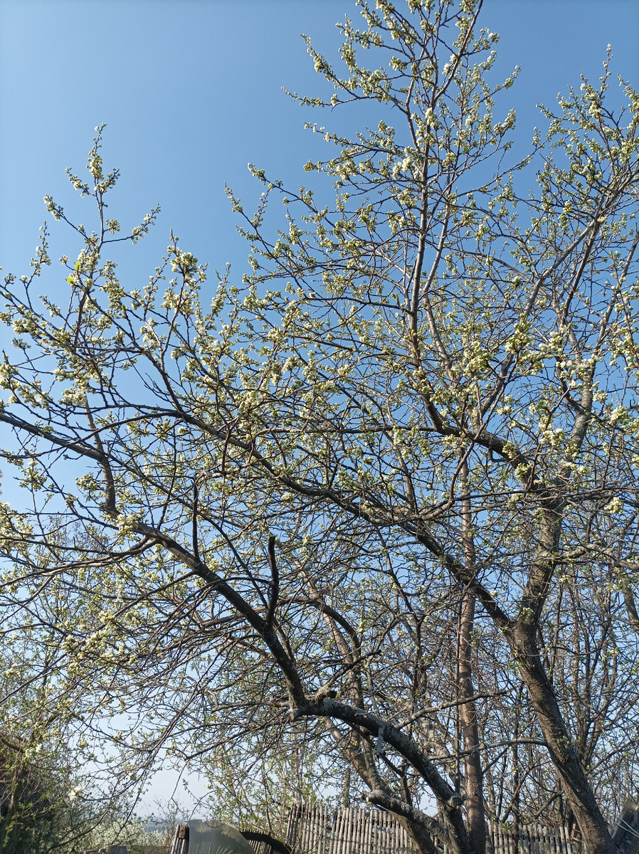 Жёлтая слива зацветает.