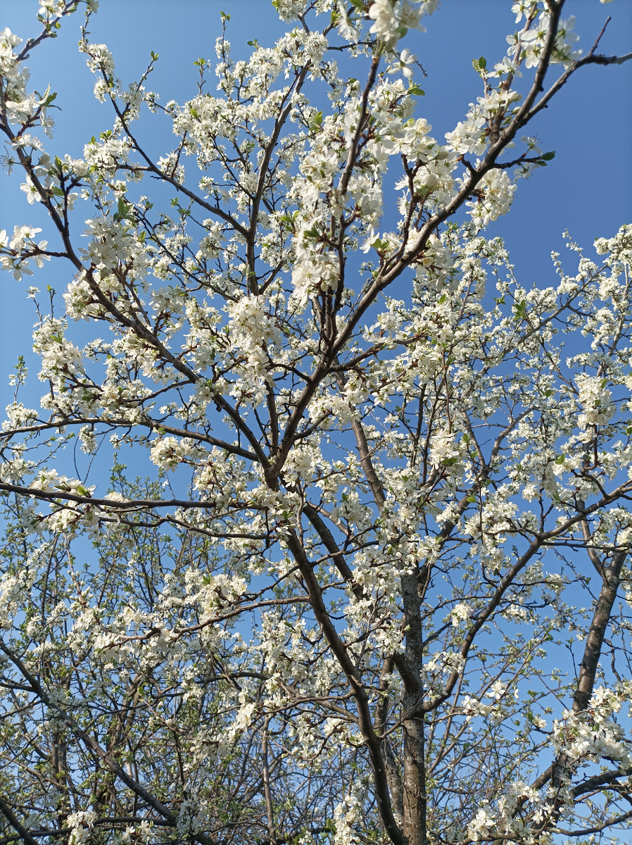 Слива в цвету