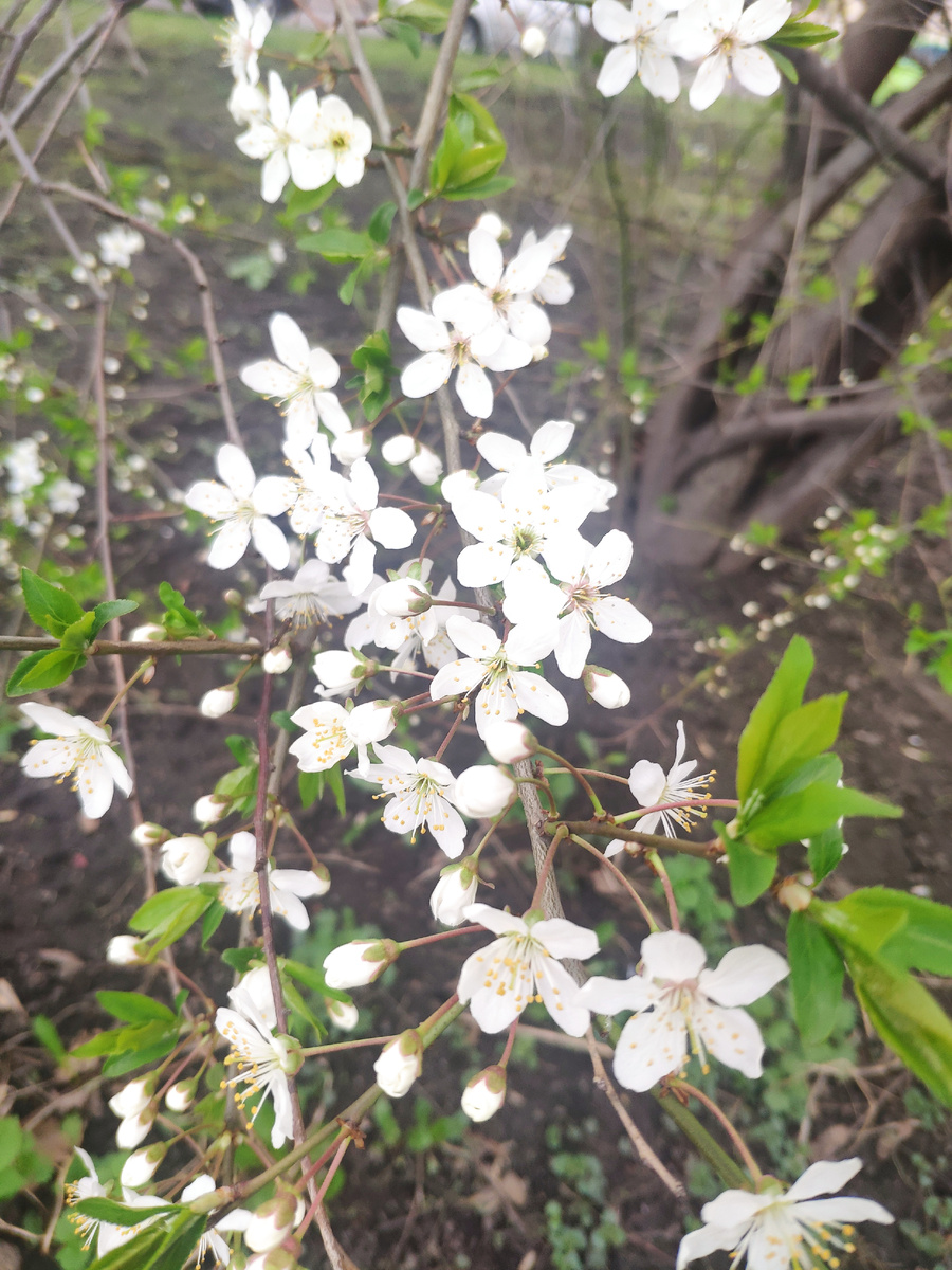 Тапкофото цветочков