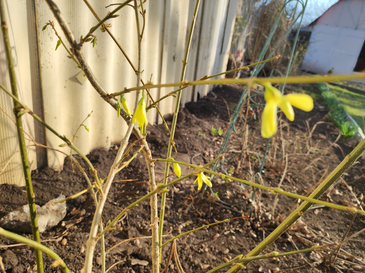 Хотя эту Форзицию муж не косил, но всё же он поломал её этой весной, когда правил забор, ничего не поделаешь, забор после зимы отклонился. Фото автора. 