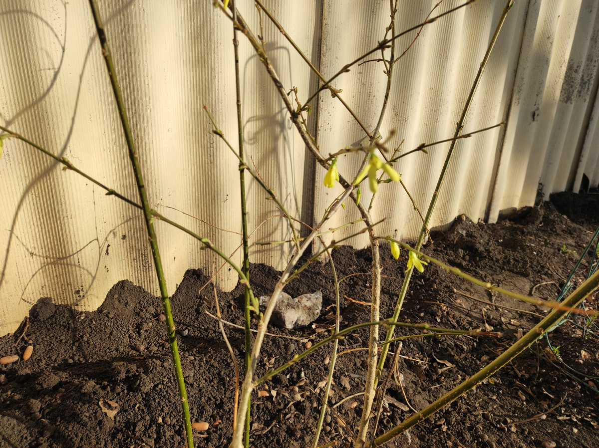 Первое цветение Форзиции, которую я покупала а магазине Пятёрочка, была она очень маленького размера и этой Форзиции повезло больше, её муж не косил. Фото автора. 