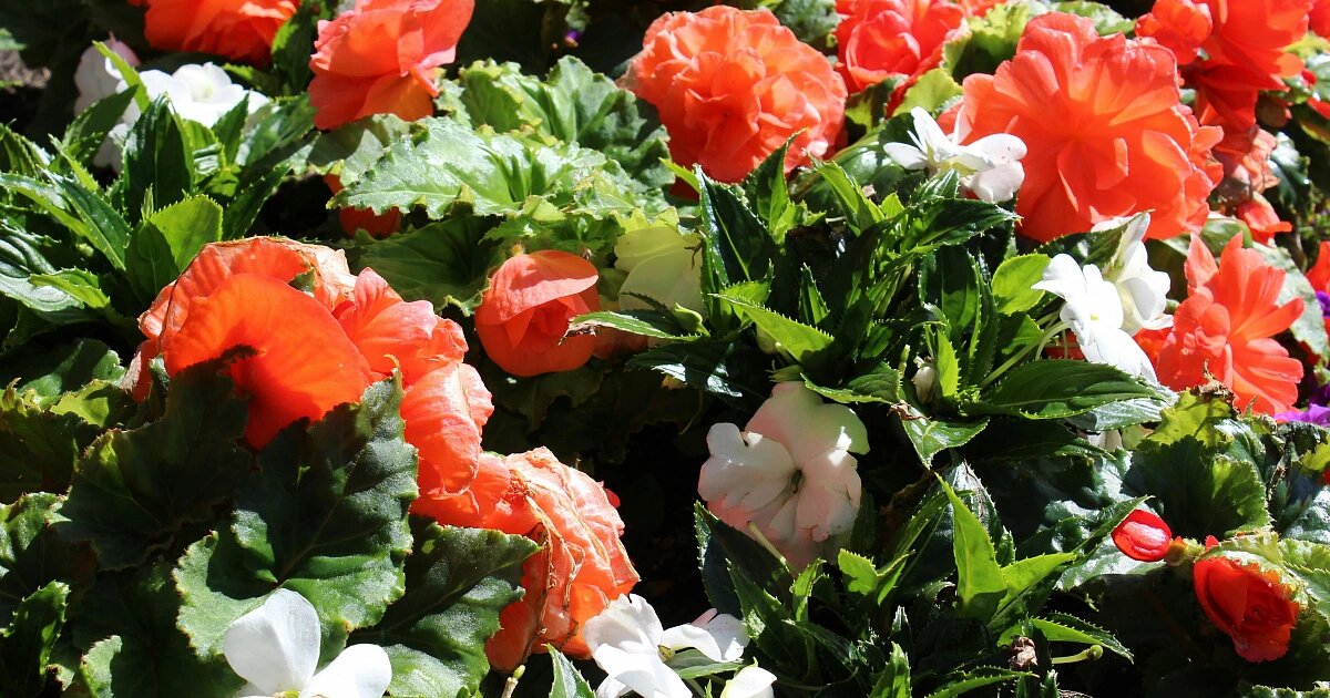 Фото: Blair Morris / Unsplash