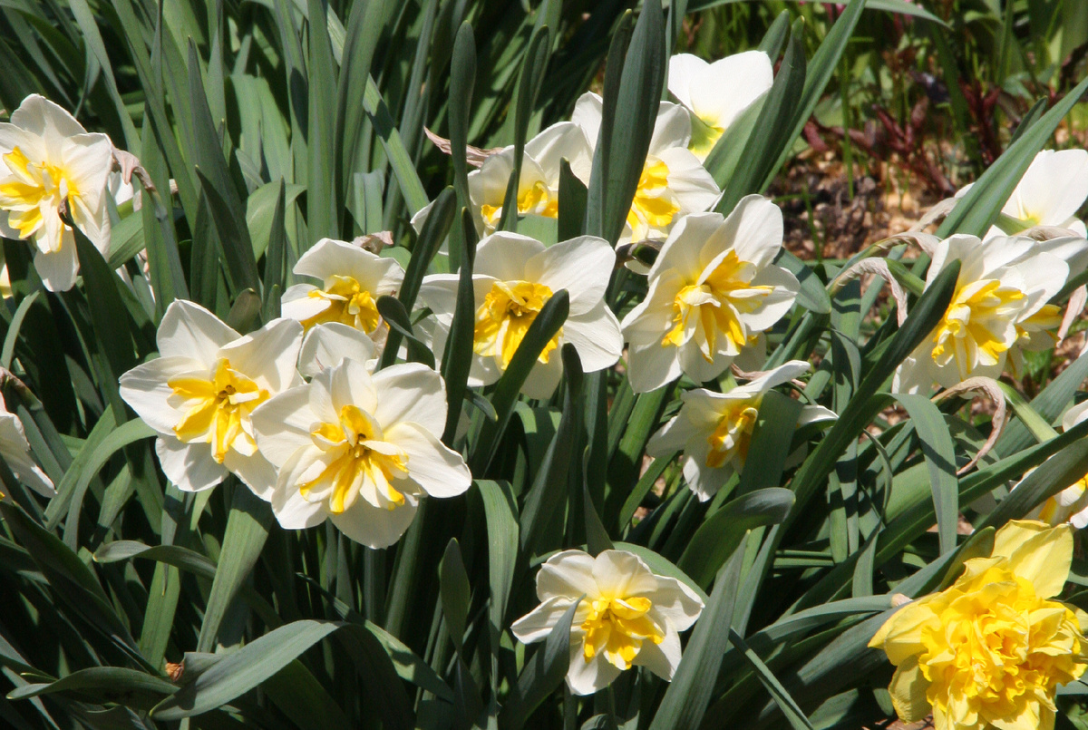 Нарцисс Лемон Бьюти.