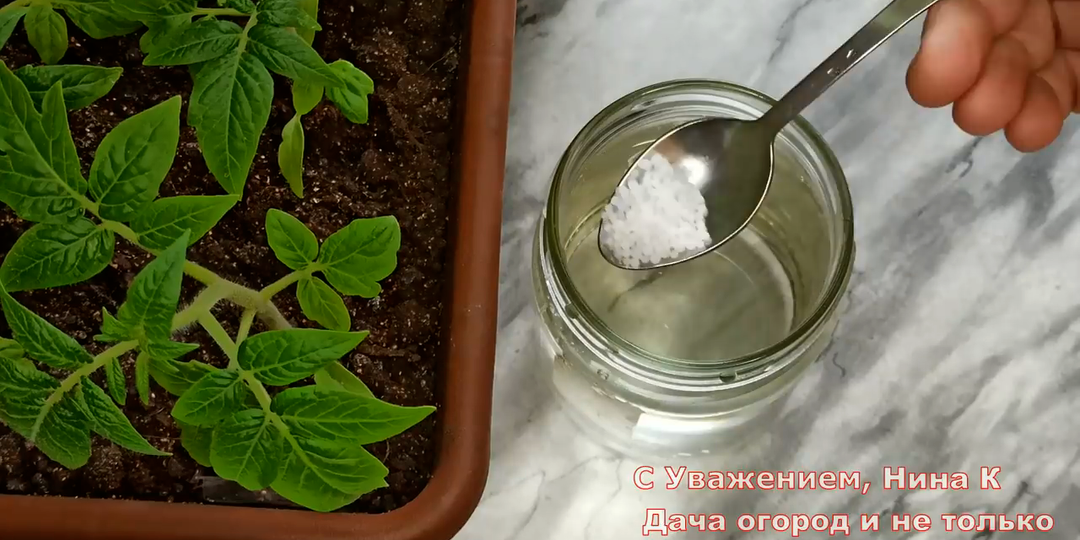 Рассада 100% будет толстенькая и зеленая! Накормите рассаду - подкормка спасёт рассаду от истощения