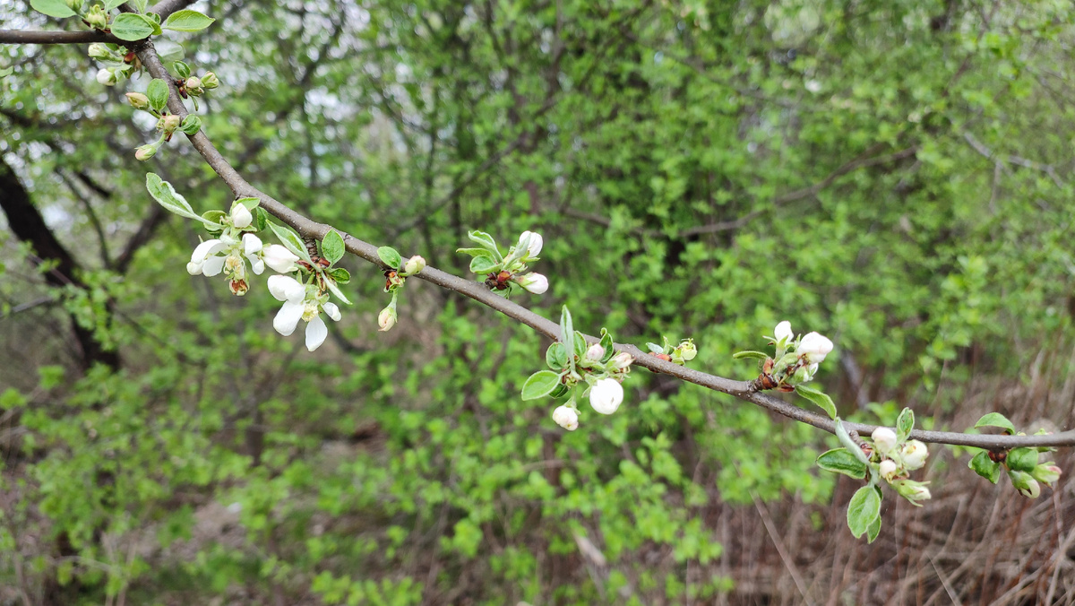 Зацвели деревья и кустарники у моего дома