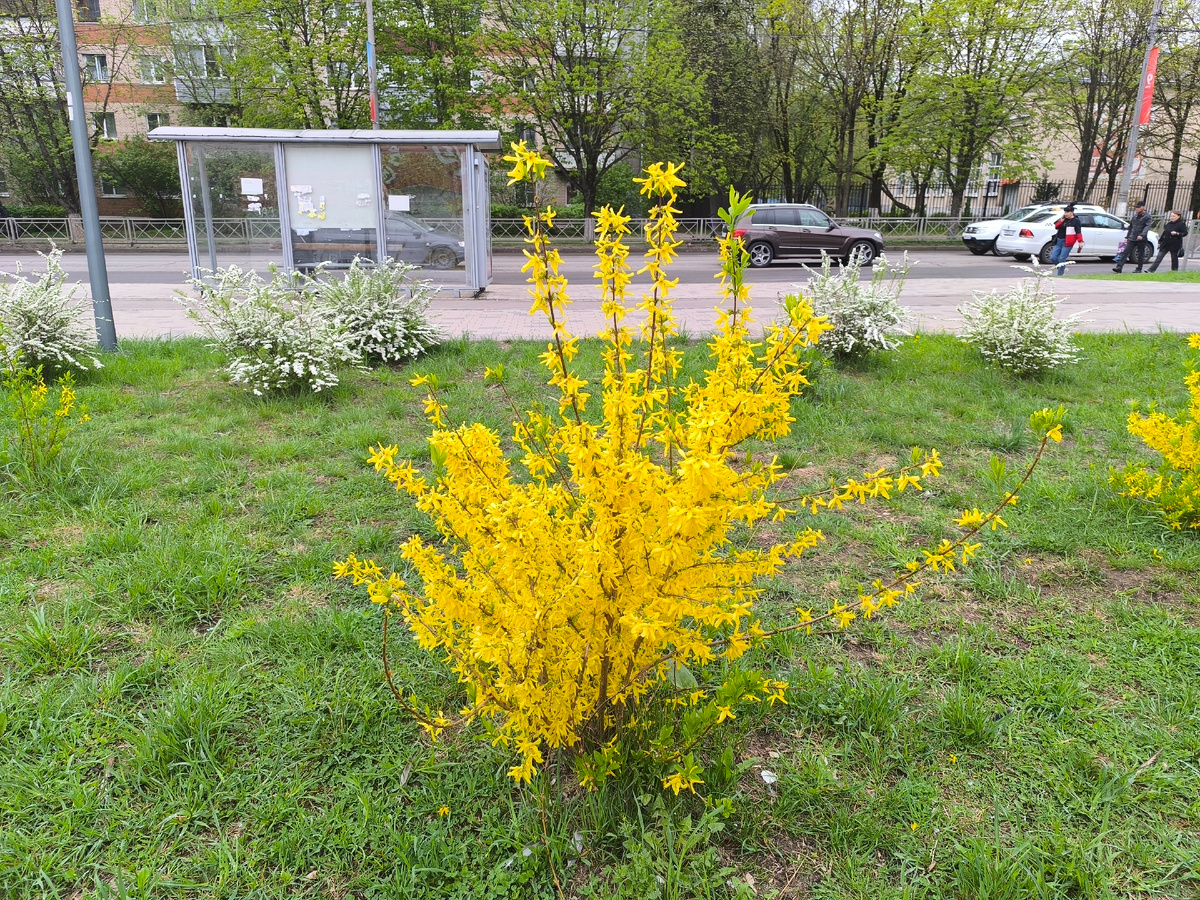 Форзиция цветёт в Обнинске