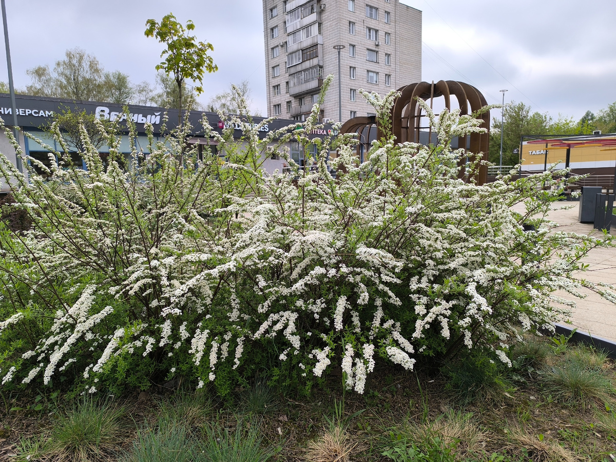 Спирея цветёт в Обнинске