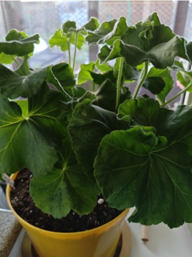 Это пеларгония Маши. Как видим, листья,действительно очень крупные.