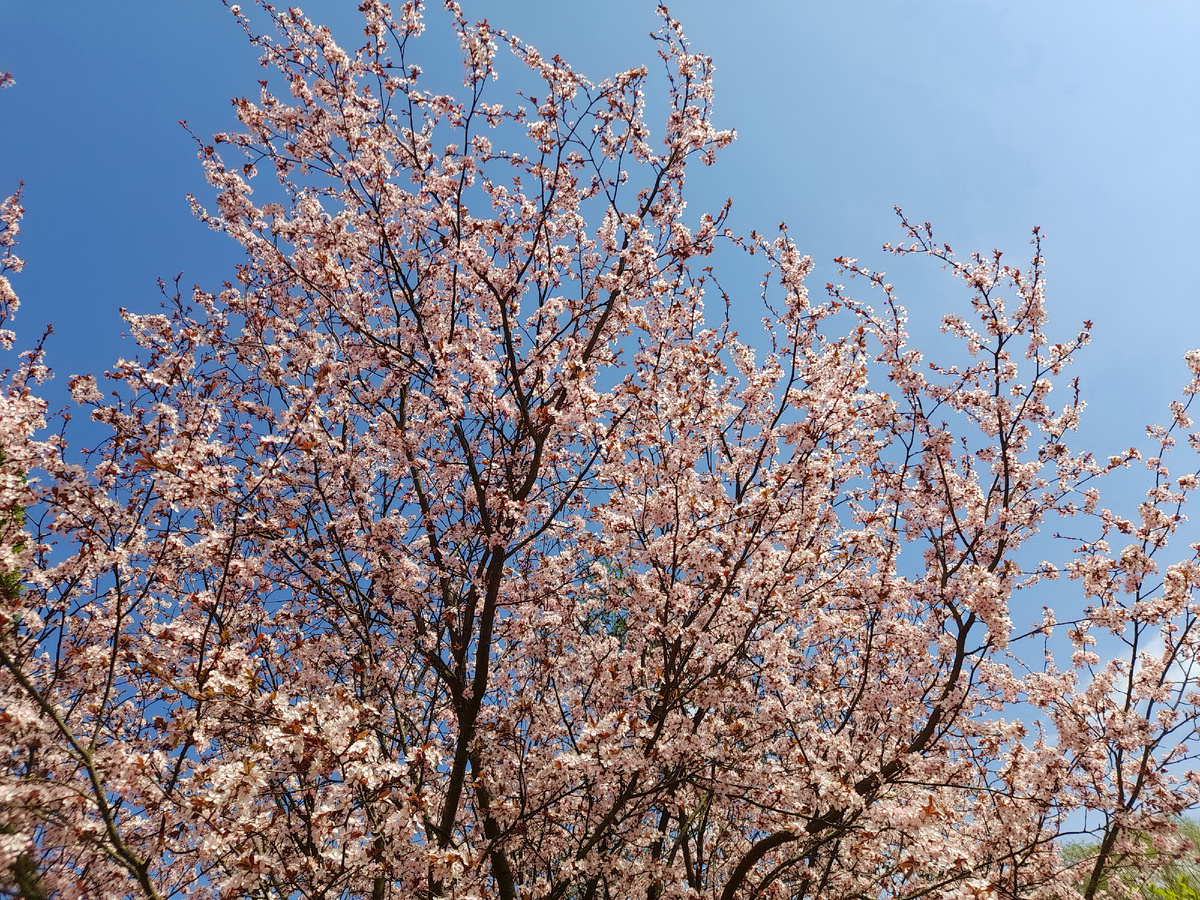 Сакура. Фото автора