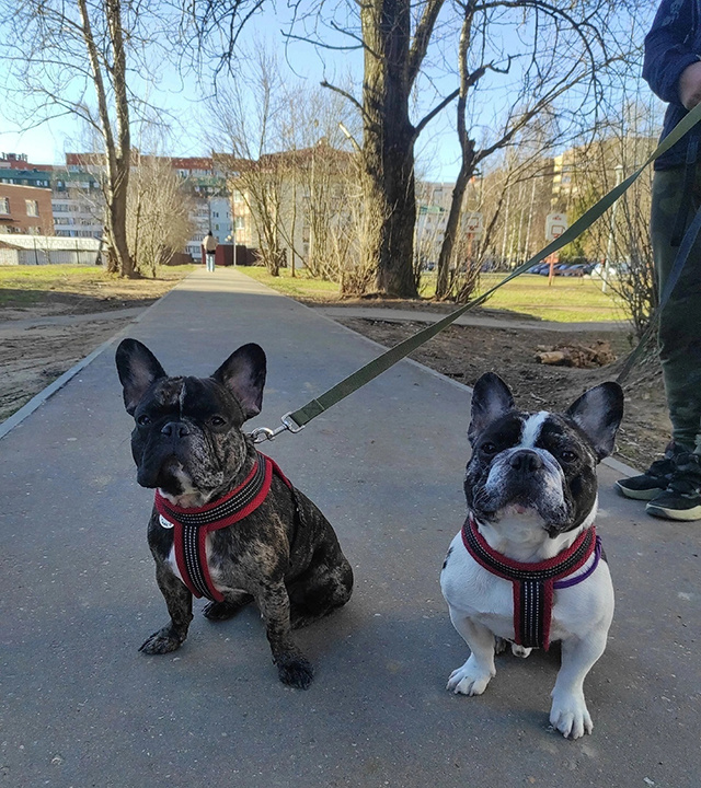 Как предали Тайсона, отправив в Тверь на электричке, и как он нашел новый дом