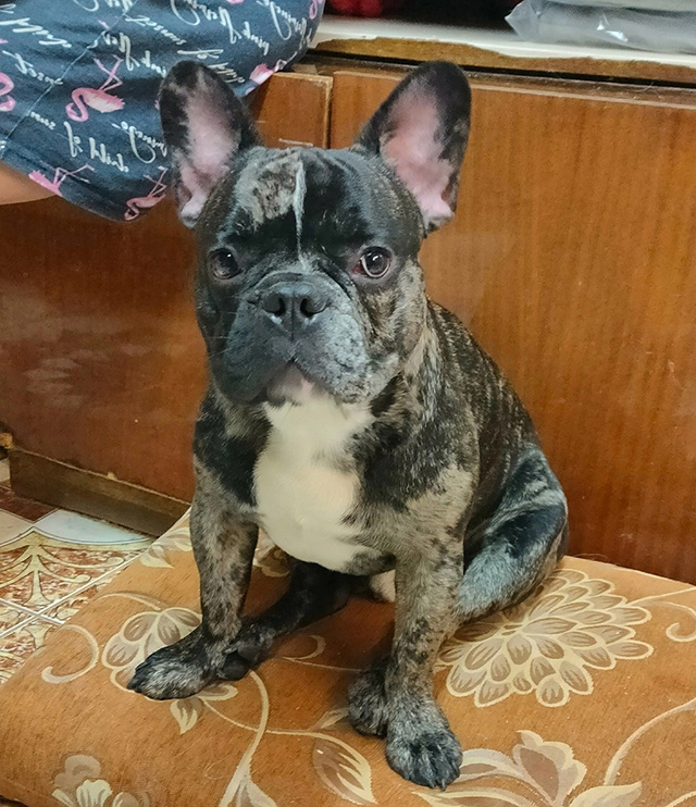 Как предали Тайсона, отправив в Тверь на электричке, и как он нашел новый дом