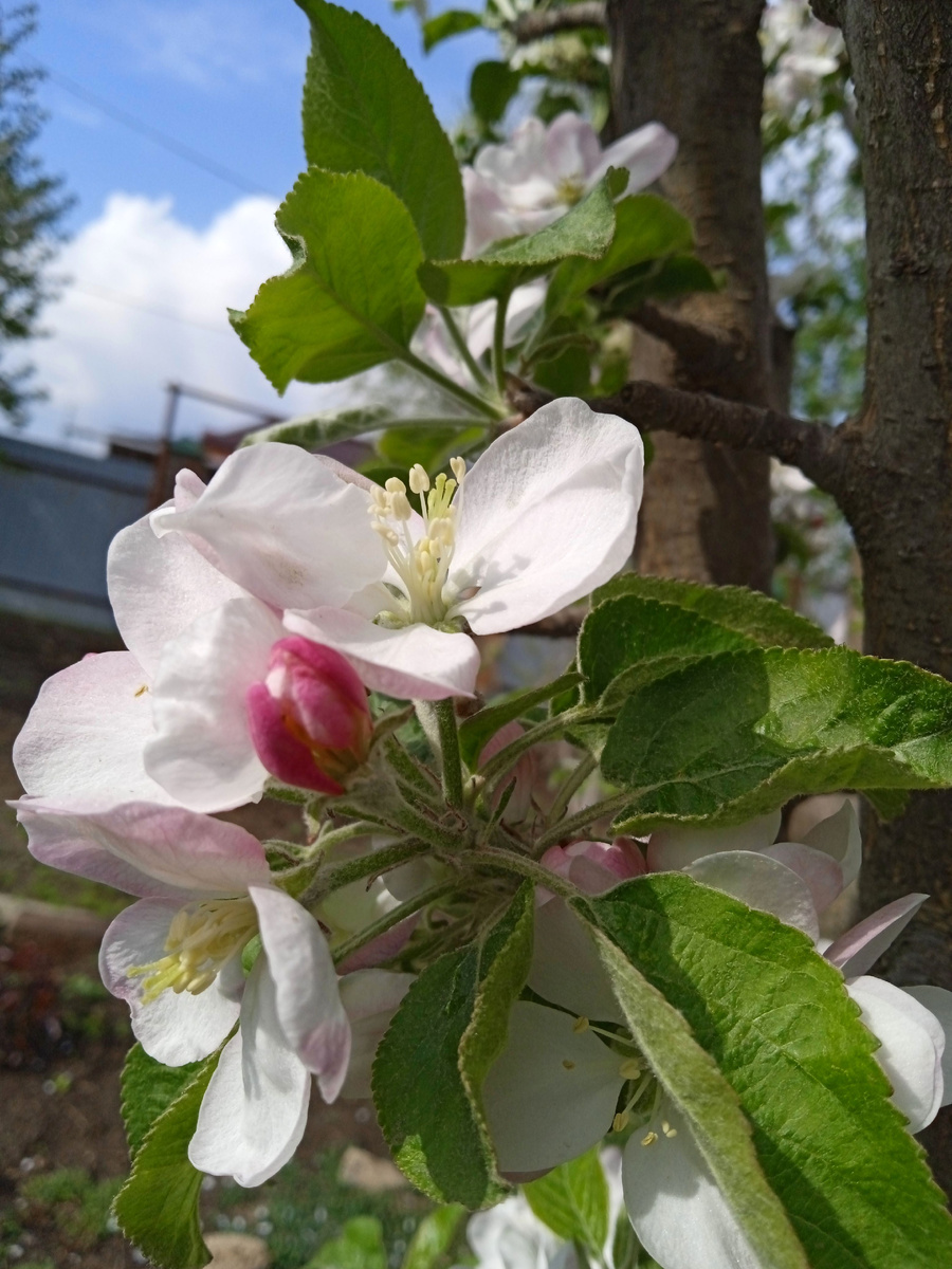 Собственное фото автора. Яблоневый цвет 24 апреля 2025 г.