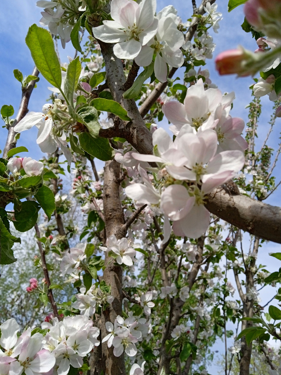 Собственное фото автора. Яблоневый цвет 24 апреля 2025 г.