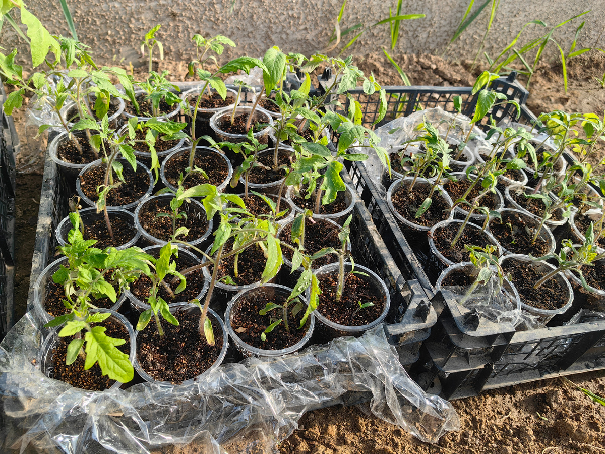 чахлики стараются выжить