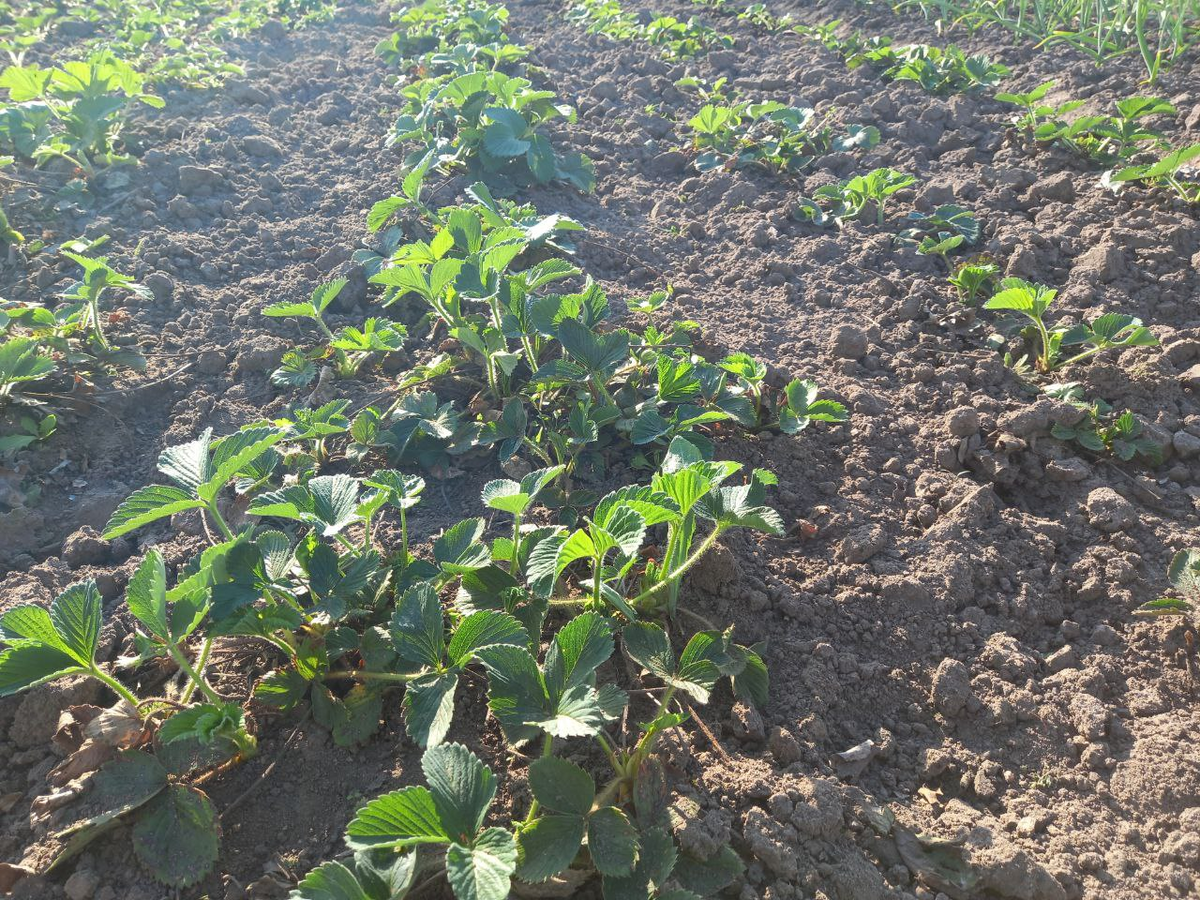 Фото автора. 24 апреля. 