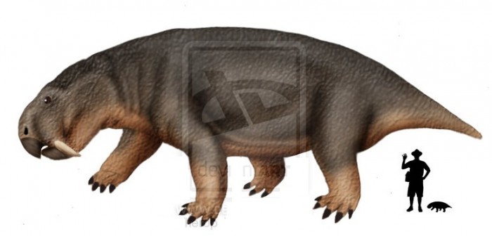 Ринодицинодон/сравнение размеров с человеком.