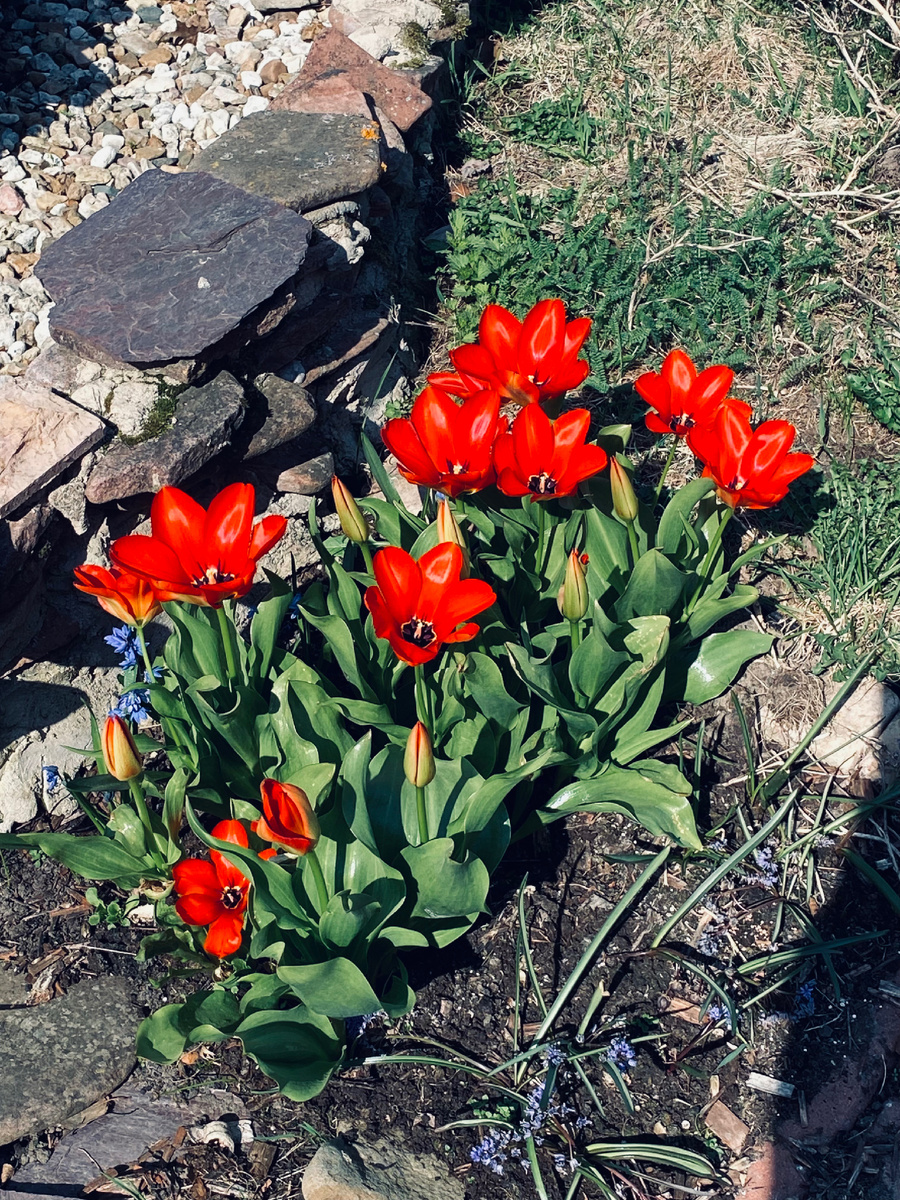 Красивые Розовые гномы в апреле 2023 года.