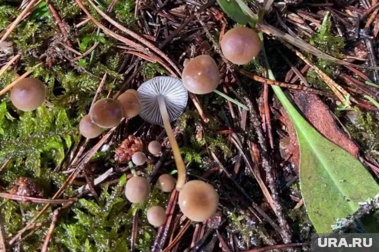 Стробилюрусы растут среди мха и шишек
Фото: Пресс-служба нацпарка «Таганай»