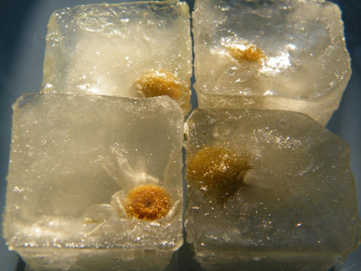 Отвары из ромашки являются антисептическими и могут немного сушить кожу