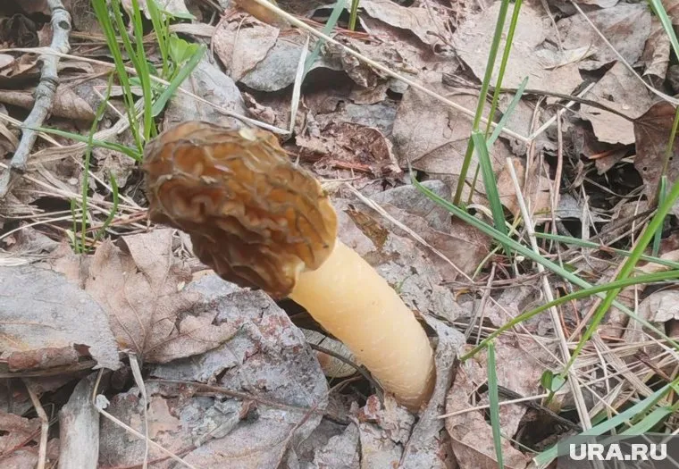 Сморчки заметили в Ленинском районе Челябинска
Фото: читатель URA.RU © URA.RU