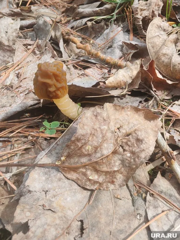 Первые сморчки выросли в Челябинске 24 апреля
Фото: читатель URA.RU © URA.RU