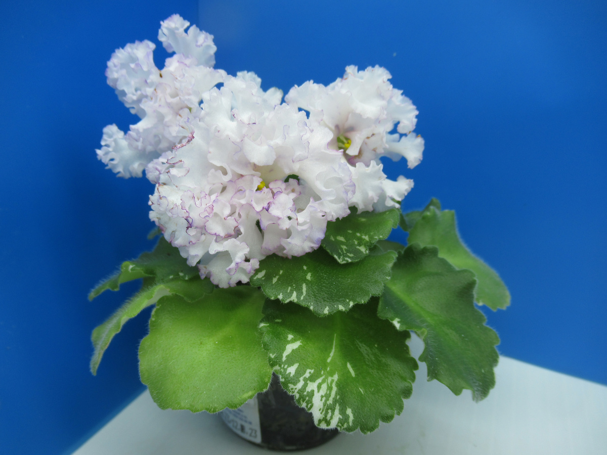 Огромные рюши у этого сорта делают цветы похожими на шары