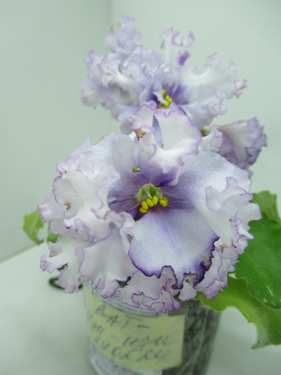 На белом фоне фиолетовая серединка и кайма с фиолетовым напылением