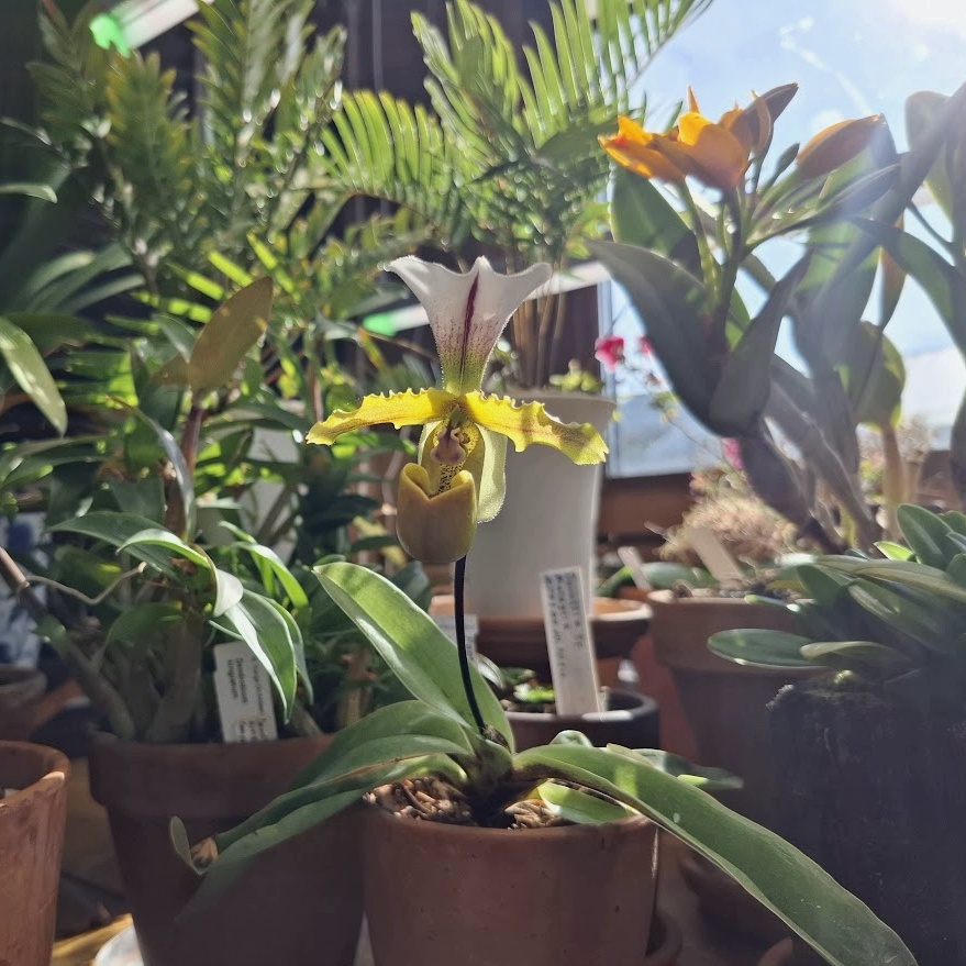 Paphiopedilum spicerianum