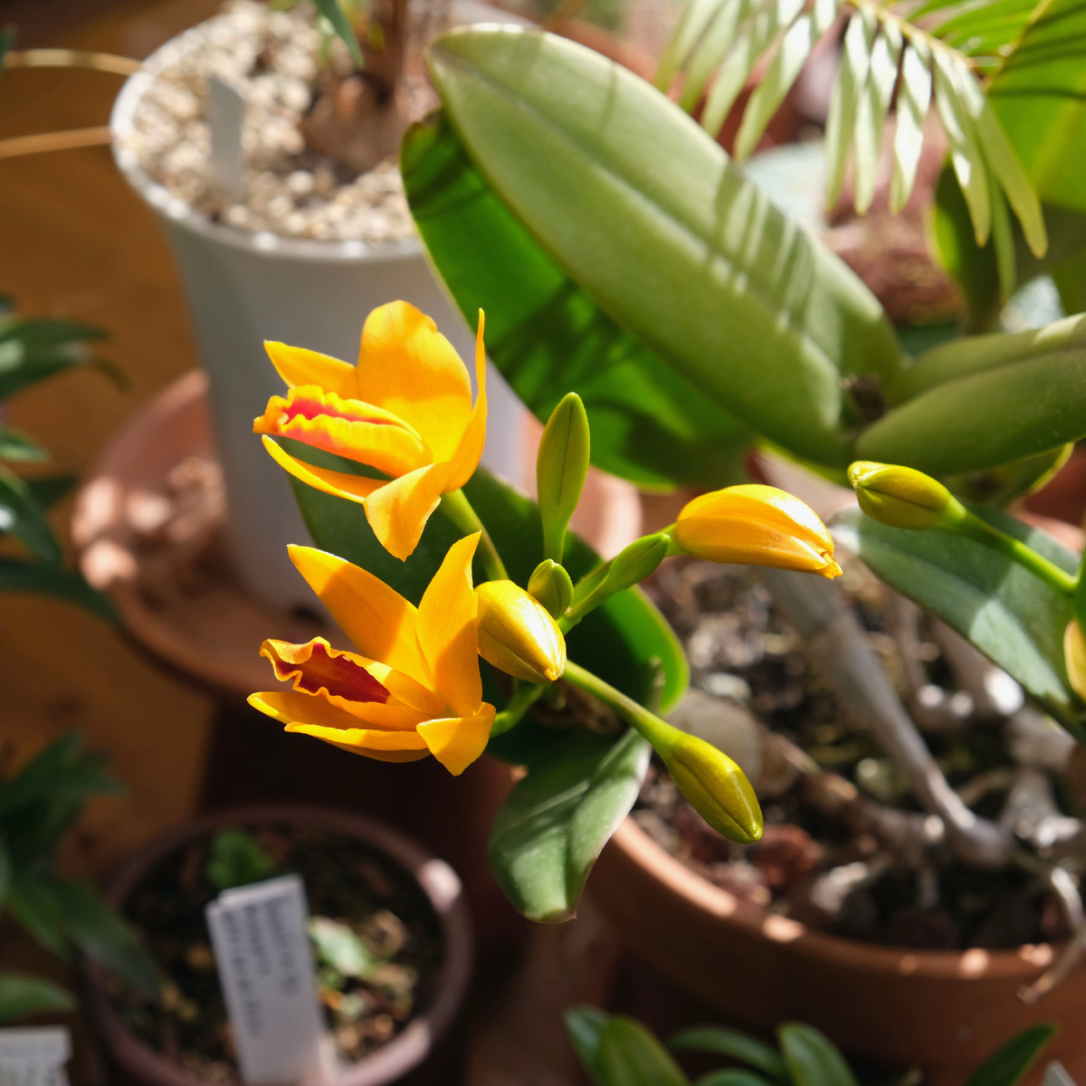 Blc. Young Min Orange