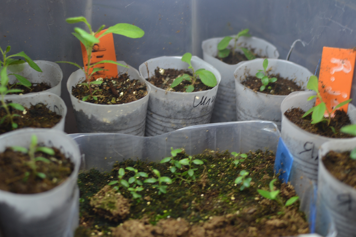 Рододендрята сейчас