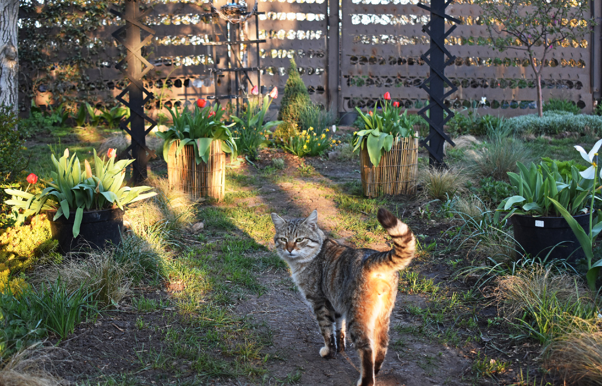 Первое применение - декорирование горшков с тюльпанами. 