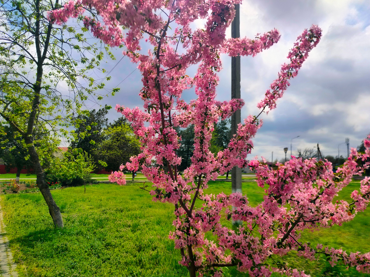 Это яблонька декоративная. Очень красиво цветёт. Точного названия не знаю. 