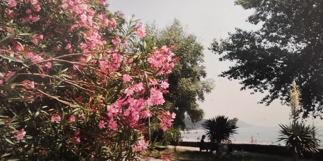 Санатория «Лазаревское» больше нет