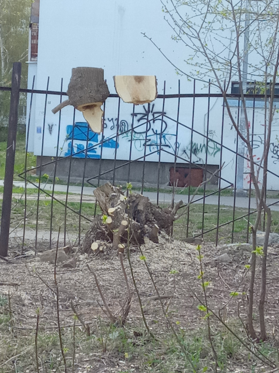 Вот такое чудо попалось на глаза. Остатки вросшего клена - природный импрессионизм🙂