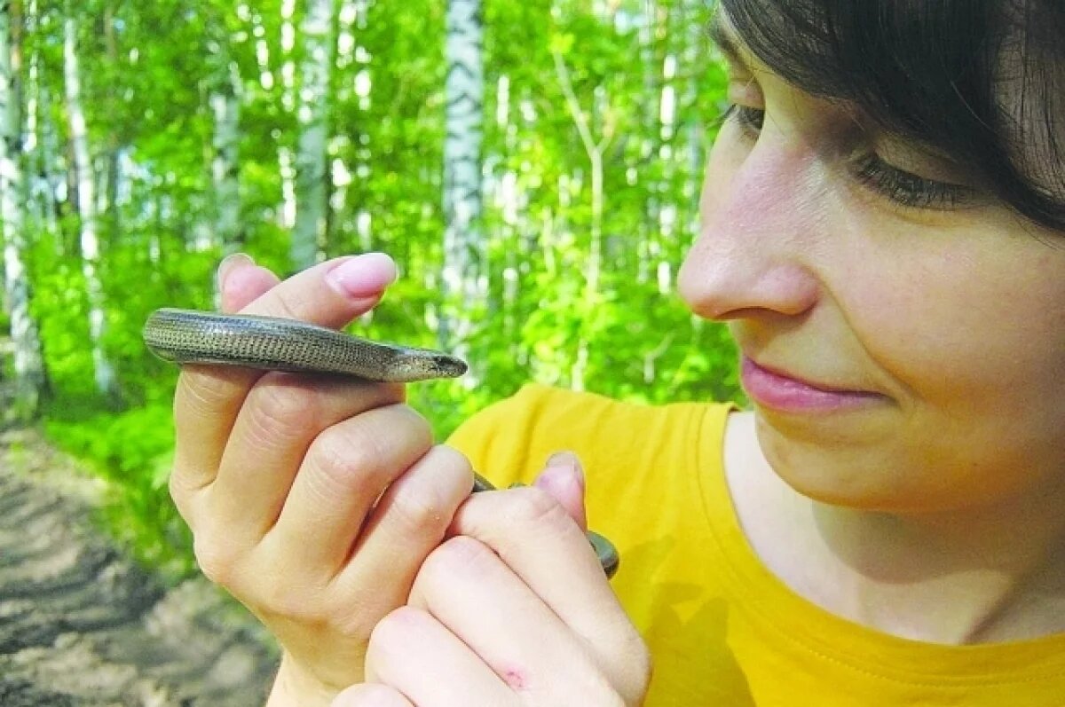    Змеи ищут «женихов».