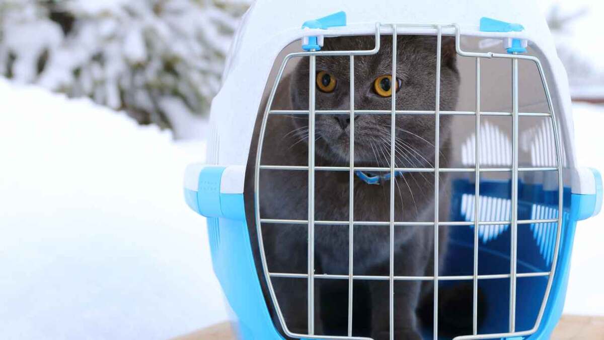 Фото: vubaz/Shutterstock.com
