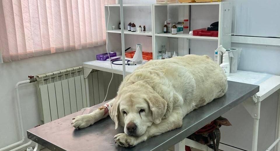    Пресс-служба Министерства сельского хозяйства и продовольствия Московской области