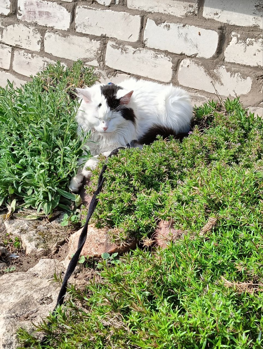 Гуляем. Пока на шлейке