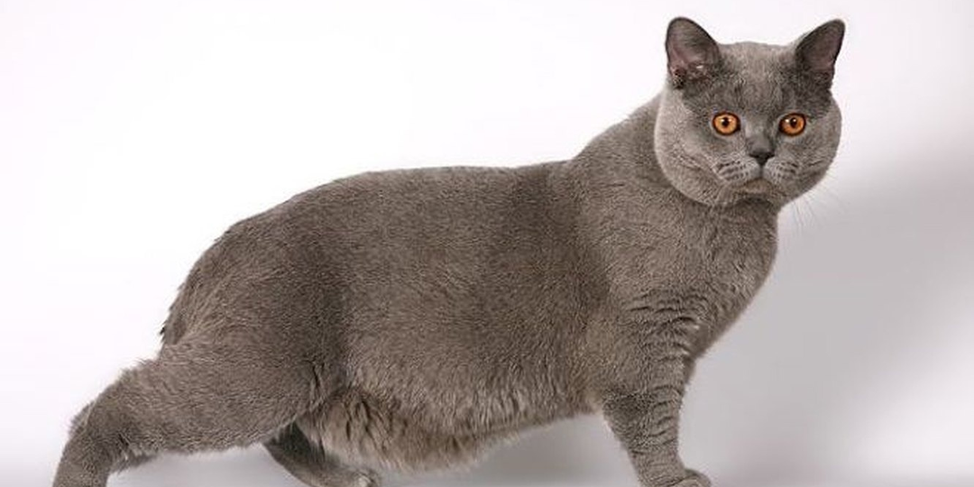 😺Зачем кошке "курдюк": что там в запасе?