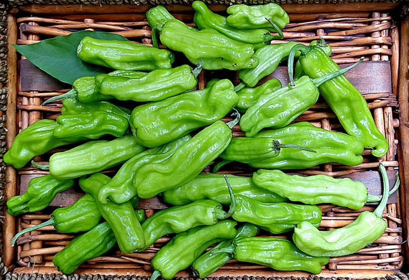 Перец шишито обычно собирают зелёным