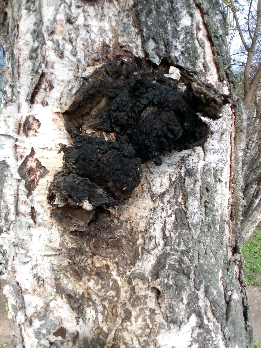 Фото из домашнего архива. Чага, выросшая на берёзе. 