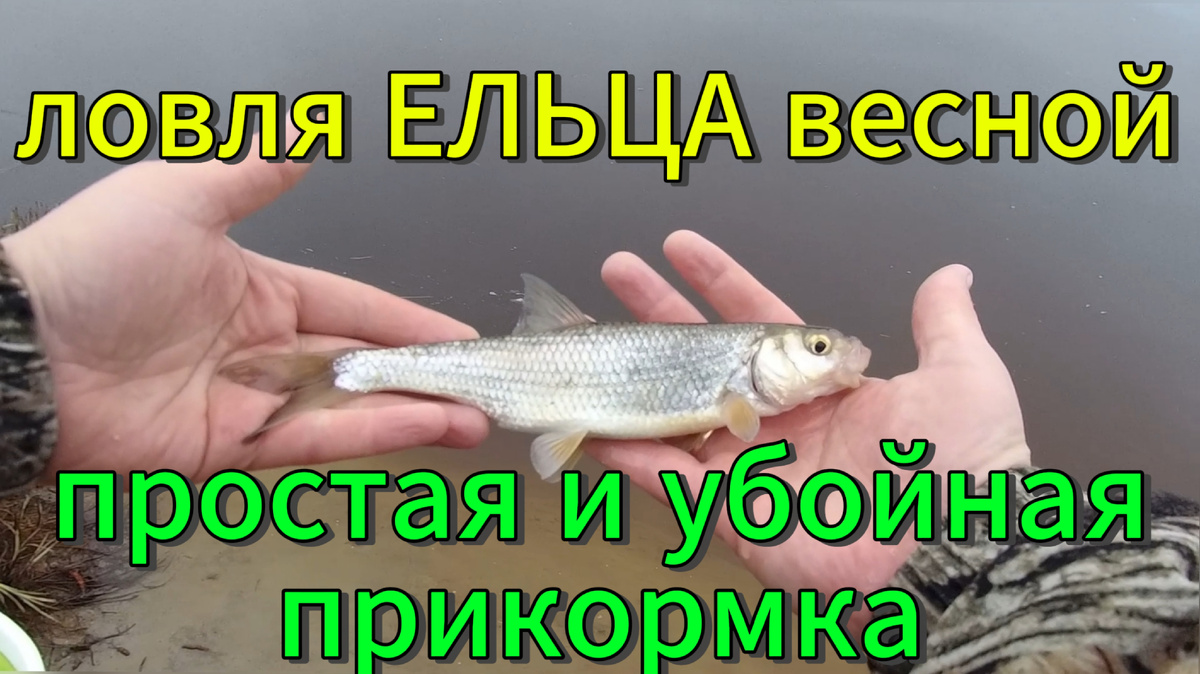 #ловляельцавесной, #прикормканаельца, #рыбаелец
