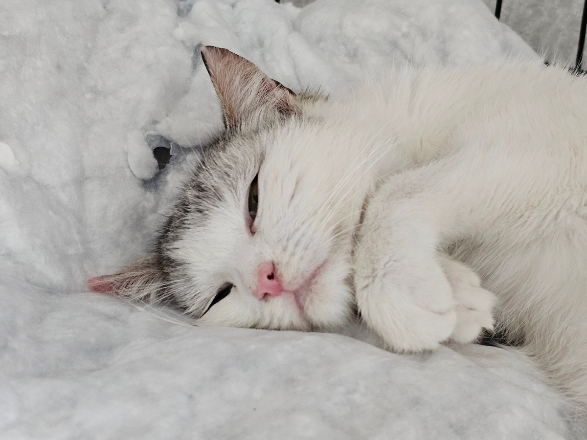 Алиса. Фото из архива автора