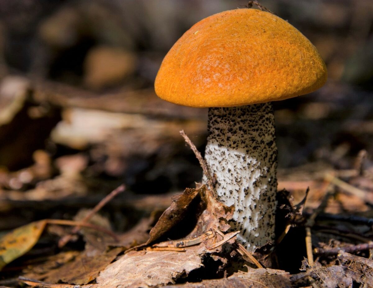    Фото: Светлана Лобова. UG.RU