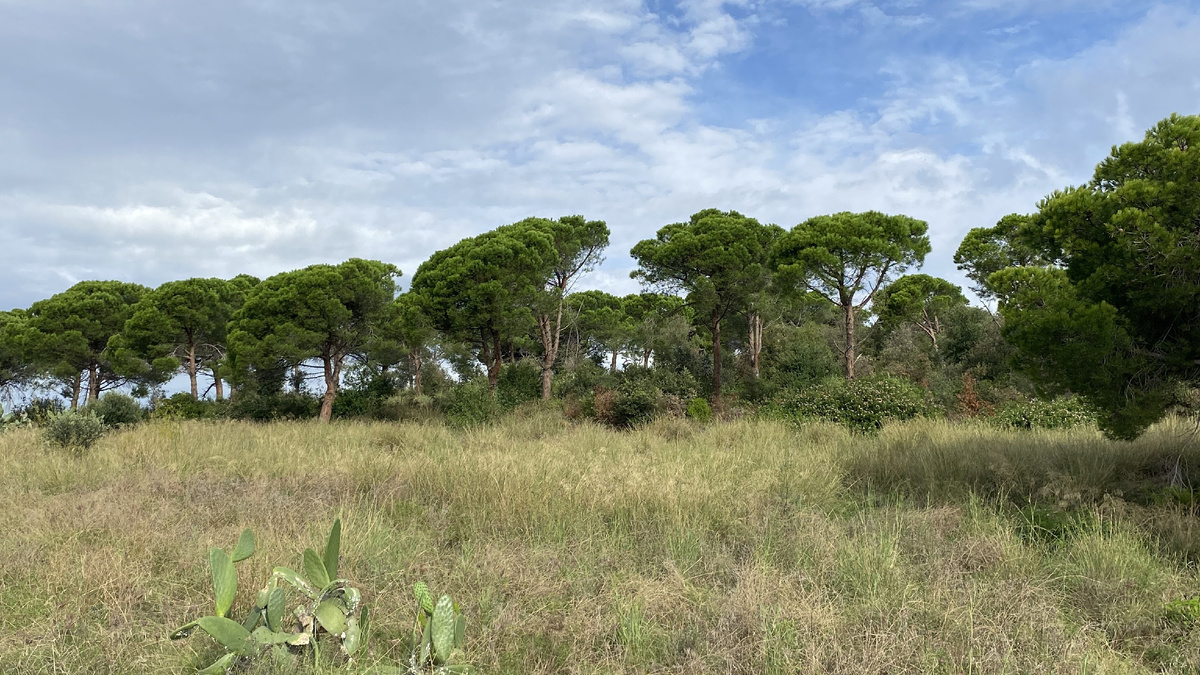 Гора у дома