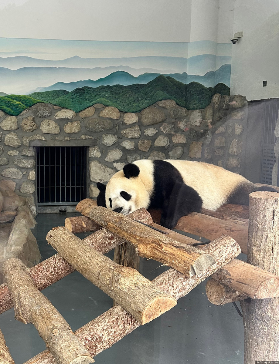 Одна из панд заповедника. Фото предоставила Александра Савенкова