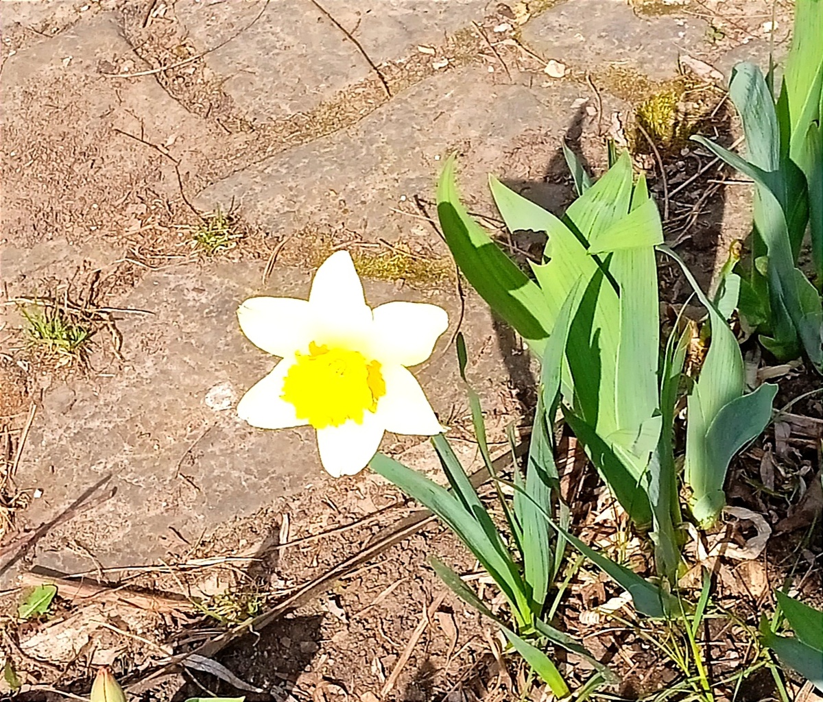 распустились цветочки