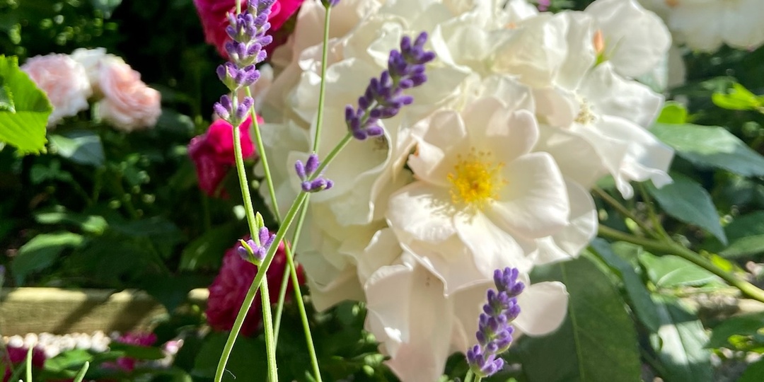 Когда и чем обрабатывать розы?