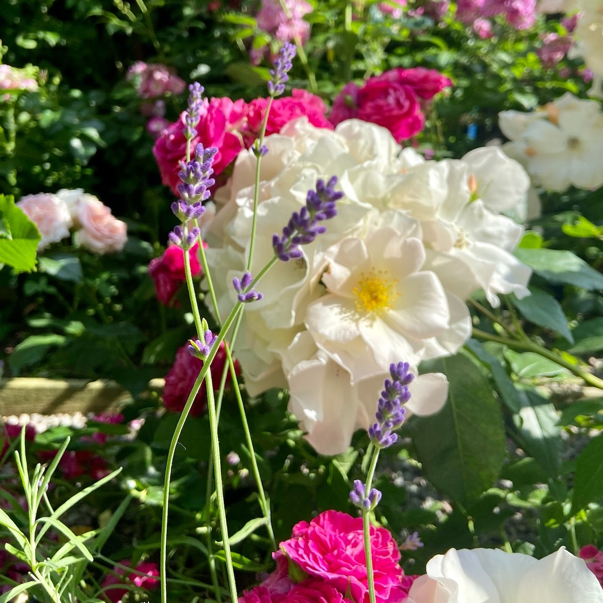 ‘Sally Holmes’ (Салли Холмс)